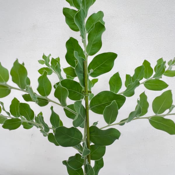 園芸ネット本店｜アカシア：パールアカシア（ポダリリーフォリア）3号