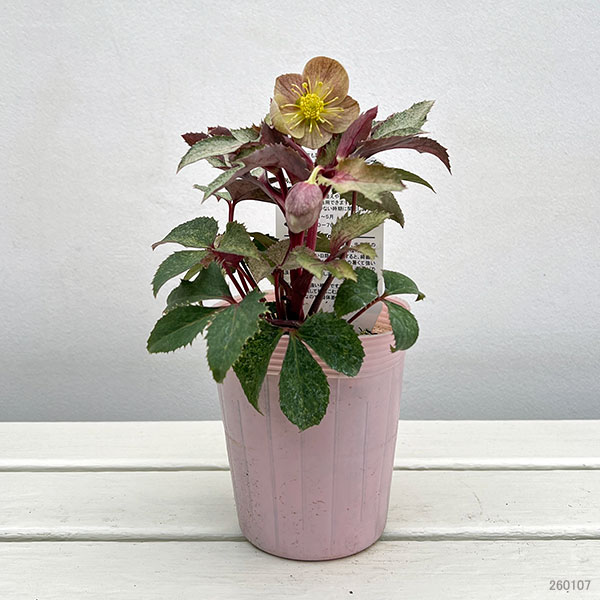 園芸ネット本店｜松村ナーセリーさんのクリスマスローズ（原種系