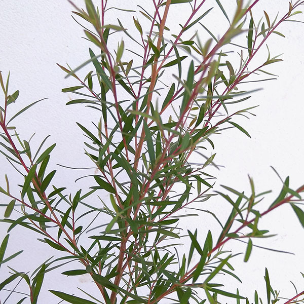 園芸ネット本店｜レプトスペルマム：カッパーグロー3号ポット の通販