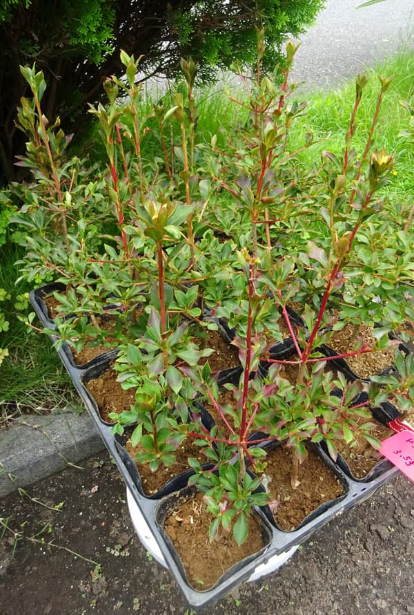 園芸ネット本店｜[送料無料]ドウダンツツジ3.5号ポット 20株セット の