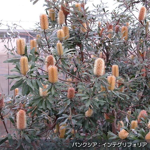 園芸ネット本店｜バンクシア：インテグリフォリア（コーストバンクシア
