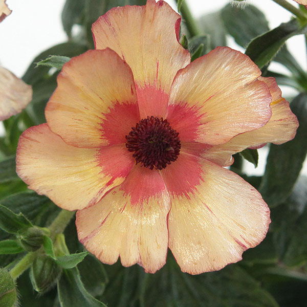 園芸ネット本店｜ラナンキュラス：ラックス テセウス5号鉢植えカゴ入り