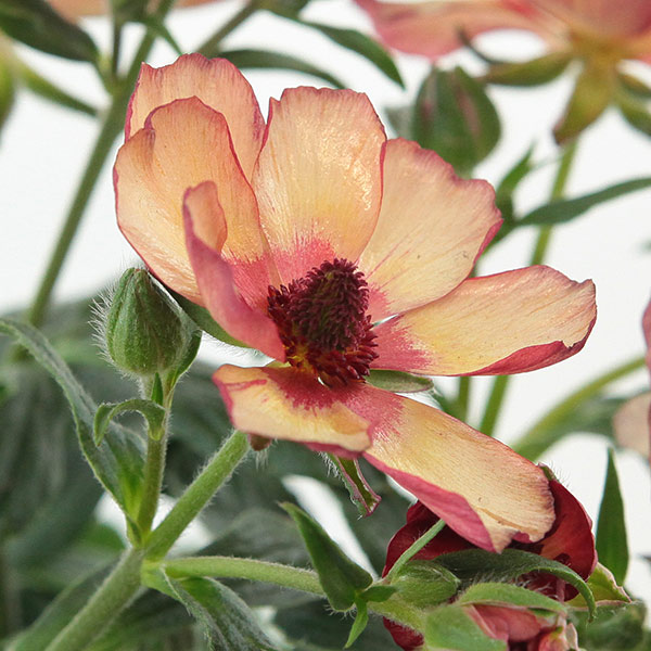 園芸ネット本店｜ラナンキュラス：ラックス テセウス5号鉢植えカゴ入り