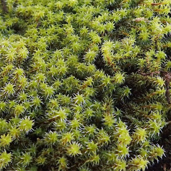 園芸ネット本店｜コケ（苔）：スナゴケ（砂苔）大パック入り（19.5