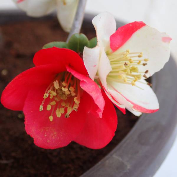 園芸ネット本店｜ボケ（木瓜）：日月星（ジツゲツセイ）3～4号ポット