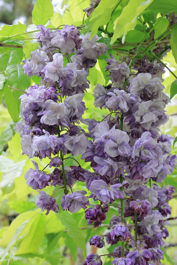 園芸ネット本店｜フジ（藤）：ヤエコクリュウ（ボタンフジ）6号ポット