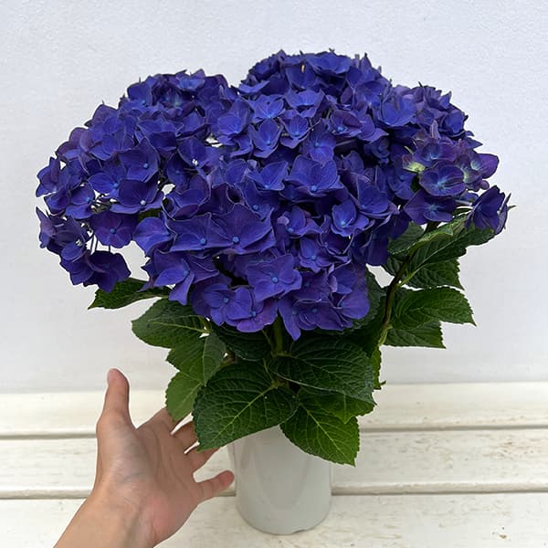 園芸ネット本店｜アジサイ：ディープパープル 4号鉢植え の通販【公式】