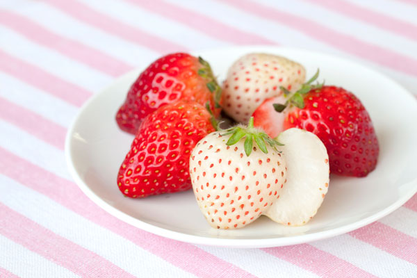 園芸ネット本店｜[26年3月中下旬予約]いちごのかんたん栽培セット（鉢