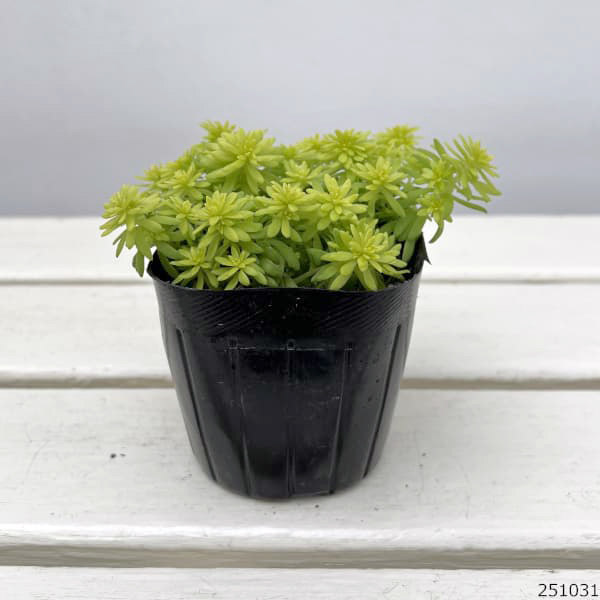 園芸ネット本店｜セダム：ミモザ3号ポット 6株セット の通販【公式】