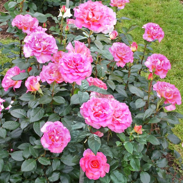 園芸ネット本店｜デルバールローズ：ピンク・パラダイス6号角鉢植え