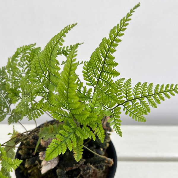 園芸ネット本店｜石化トキワシノブ（猫の手シノブ）4号鉢 の通販【公式】