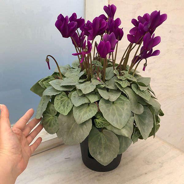 園芸ネット本店｜シクラメン：月下（げっか）5号鉢 の通販【公式】