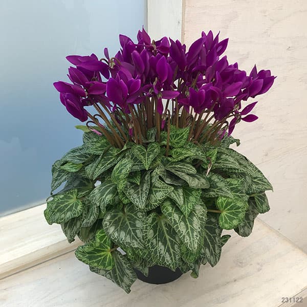 園芸ネット本店｜シクラメン：江戸ノ青（えどのあお）5号鉢 の通販【公式】