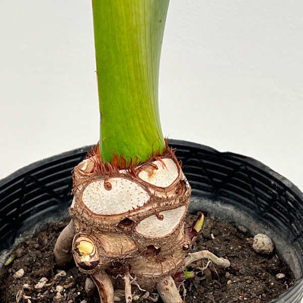 園芸ネット本店｜フィロデンドロン：セローム根上がり5号ポット の通販