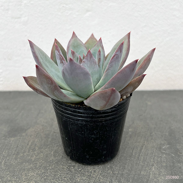 園芸ネット本店｜エケベリア：コロラータ 2号ポット の通販【公式】