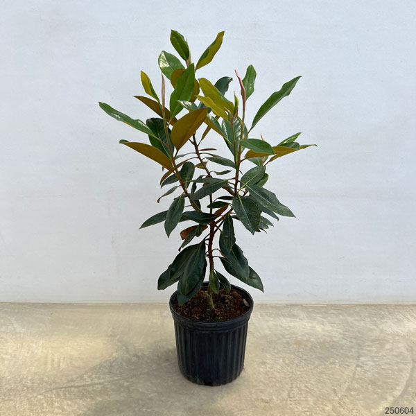 園芸ネット本店｜タイサンボク：リトルジェム7号ポット の通販【公式】