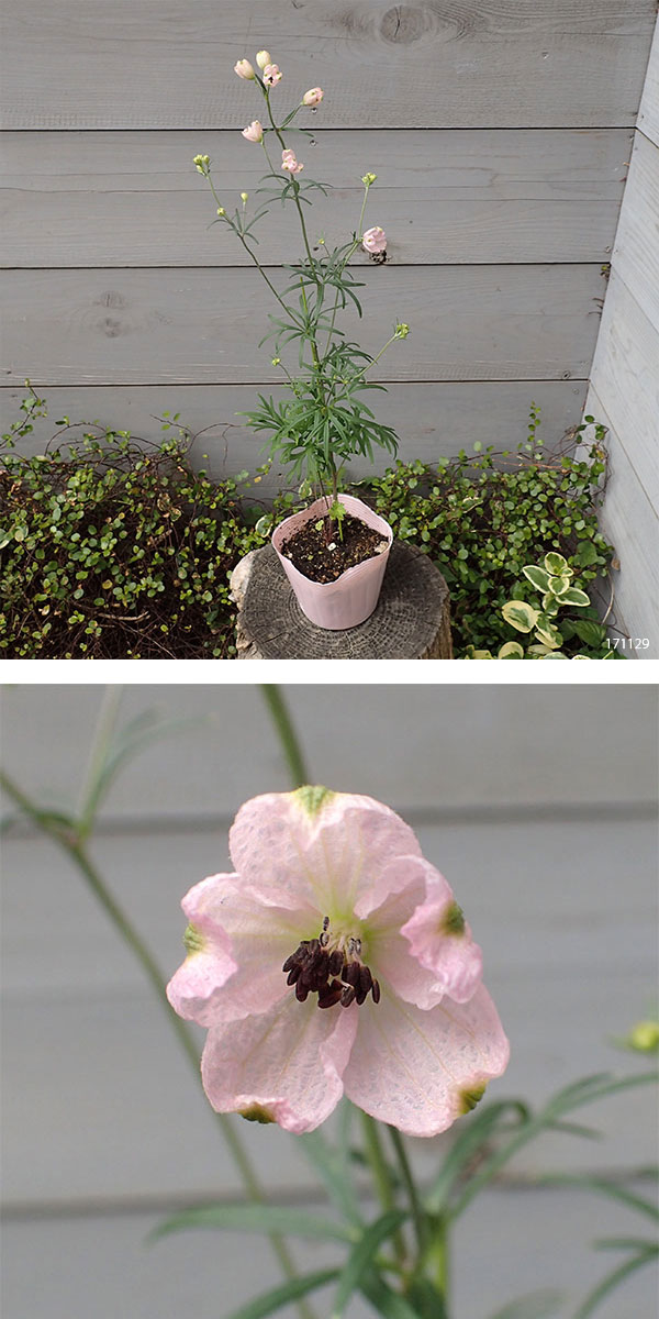 園芸ネット本店｜[26年3月中下旬予約]デルフィニウム：さくらひめ3.5号