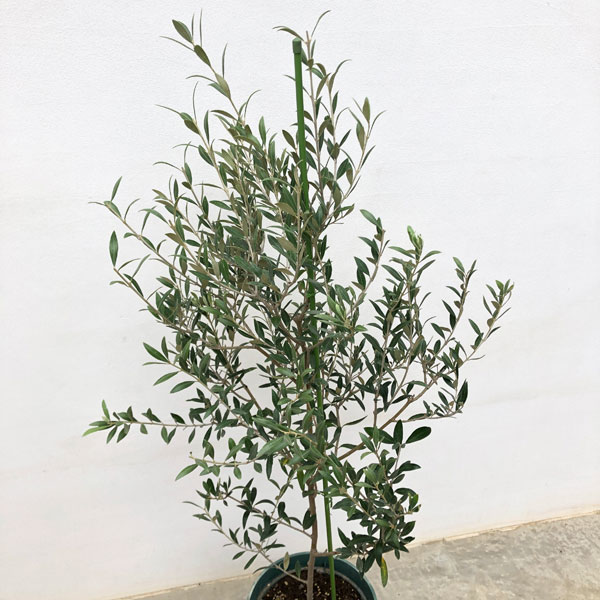 斑入りオリーブ 大苗 斑入りオリーブ 大苗 希少 斑入りオリーブ ②