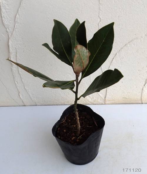 園芸ネット本店｜タイサンボク：リトルジェム 3.5号ポット の通販【公式】