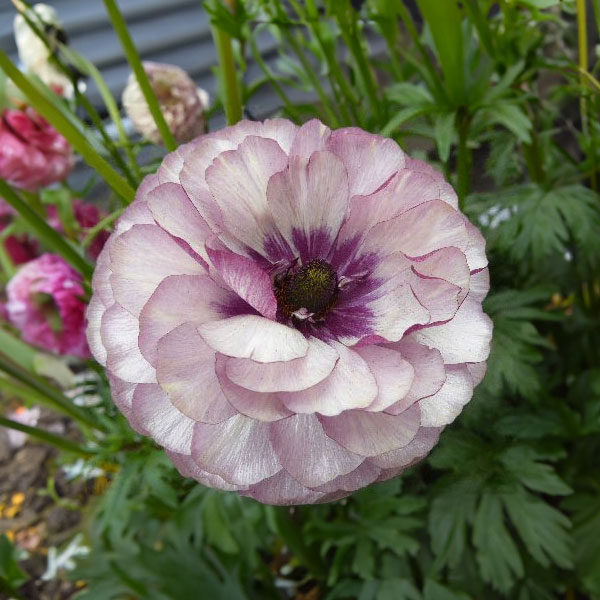 園芸ネット本店｜ラナンキュラス：ラックス アイオリア3.5-4号ポット