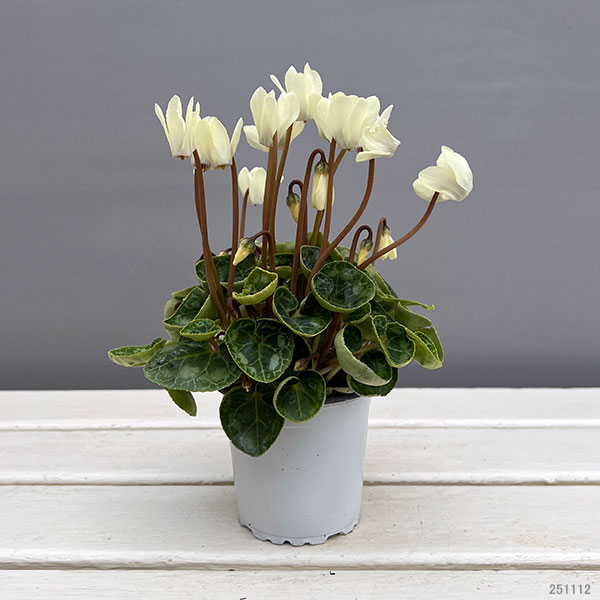 園芸ネット本店｜ミニシクラメン：マイクロゴールデンボーイ3号ポット