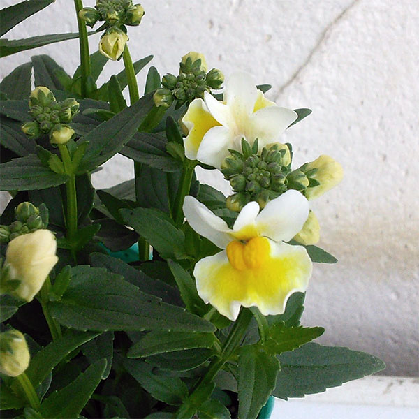 園芸ネット本店｜ネメシア：レモンスカッシュ3-3.5ポット 2株セット の