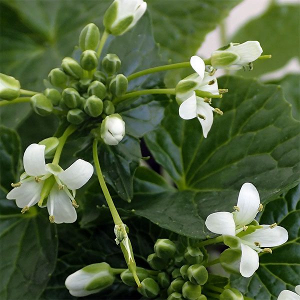 園芸ネット本店｜[26年3月中下旬予約]ワサビ：静岡のわさび苗4号ポット