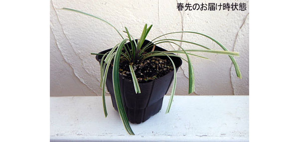 園芸ネット本店｜リュウノヒゲ白竜（はくりゅう） 3号ポット 4株セット