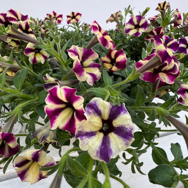 園芸ネット本店｜ペチュニア：スーパーチュニア ラズベリーチーズ5号