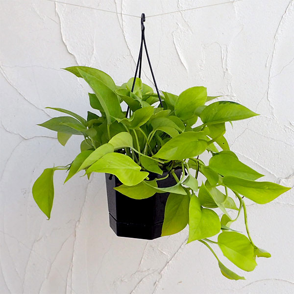 園芸ネット本店｜ポトス：ライム5号吊り鉢 の通販【公式】