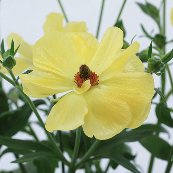 園芸ネット本店｜ラナンキュラス：ラックス ピュタロス5号鉢植えカゴ