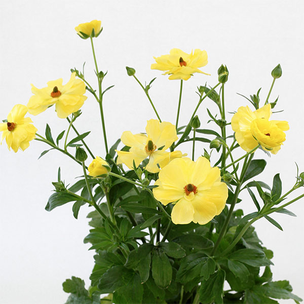 園芸ネット本店｜ラナンキュラス：ラックス ピュタロス5号鉢植えカゴ