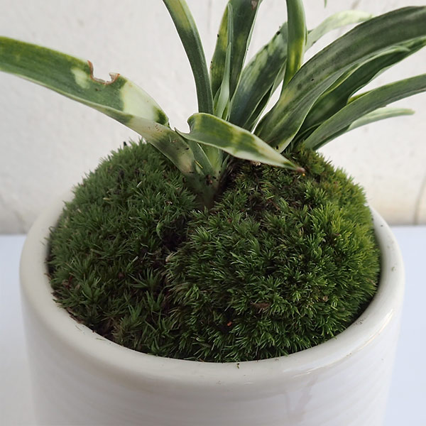 園芸ネット本店｜[ギフトに]オモト（万年青）：姫牡丹・鉢植え／もえ白