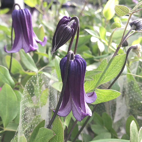 園芸ネット本店｜クレマチス：篭口（ロウグチ）6号鉢植え の通販【公式】