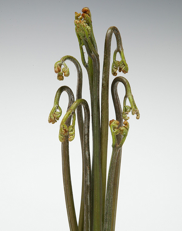 園芸ネット本店｜ワラビ3号ポット の通販【公式】