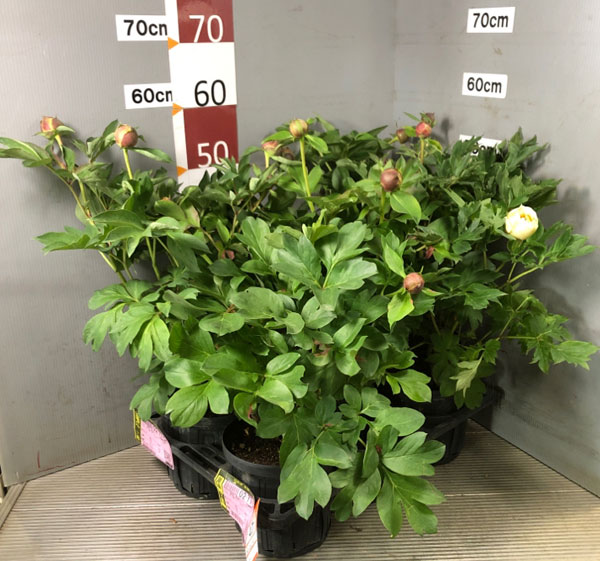 園芸ネット本店｜シャクヤク（芍薬）：オリエンタルゴールド6号ポット