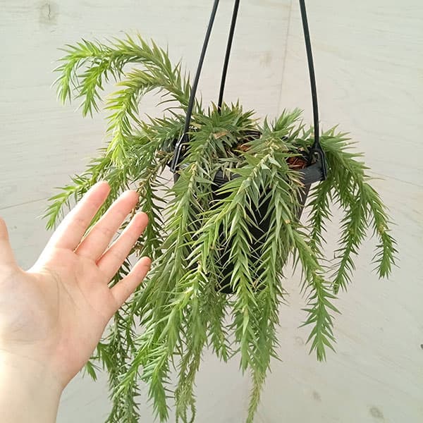 園芸ネット本店｜フペルジア（フレグマリウルス）：ゴエベリー 5号吊り