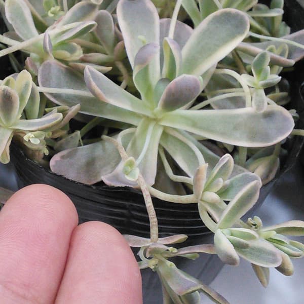 園芸ネット本店｜セダム（オロスタキス）：子持ち蓮華錦（斑入り）3号