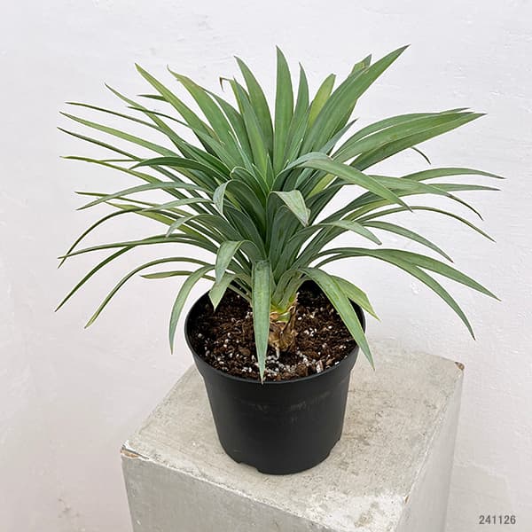 園芸ネット本店｜ユッカ：デスメティアーナ5号鉢植え の通販【公式】