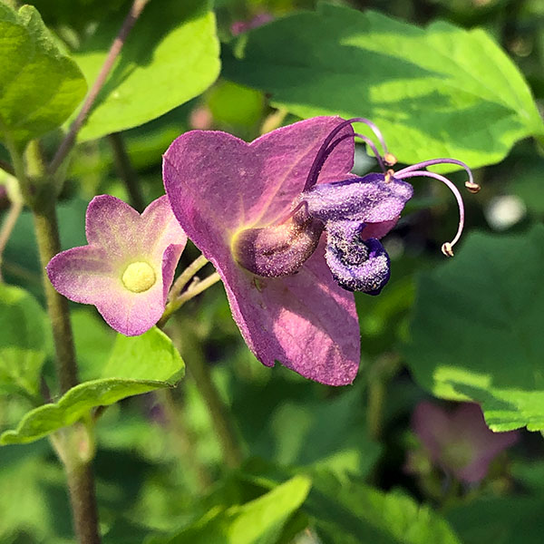 園芸ネット本店｜チャイニーズハット（ホルムショルディア