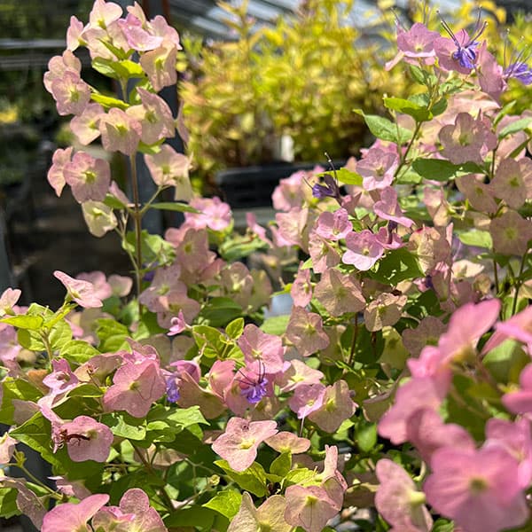 園芸ネット本店｜チャイニーズハット（ホルムショルディア