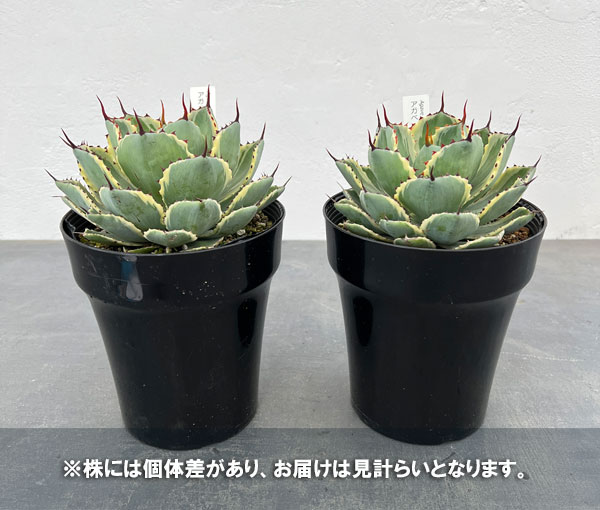 園芸ネット本店｜アガベ：吉祥冠錦（きっしょうかんにしき）5号鉢植え