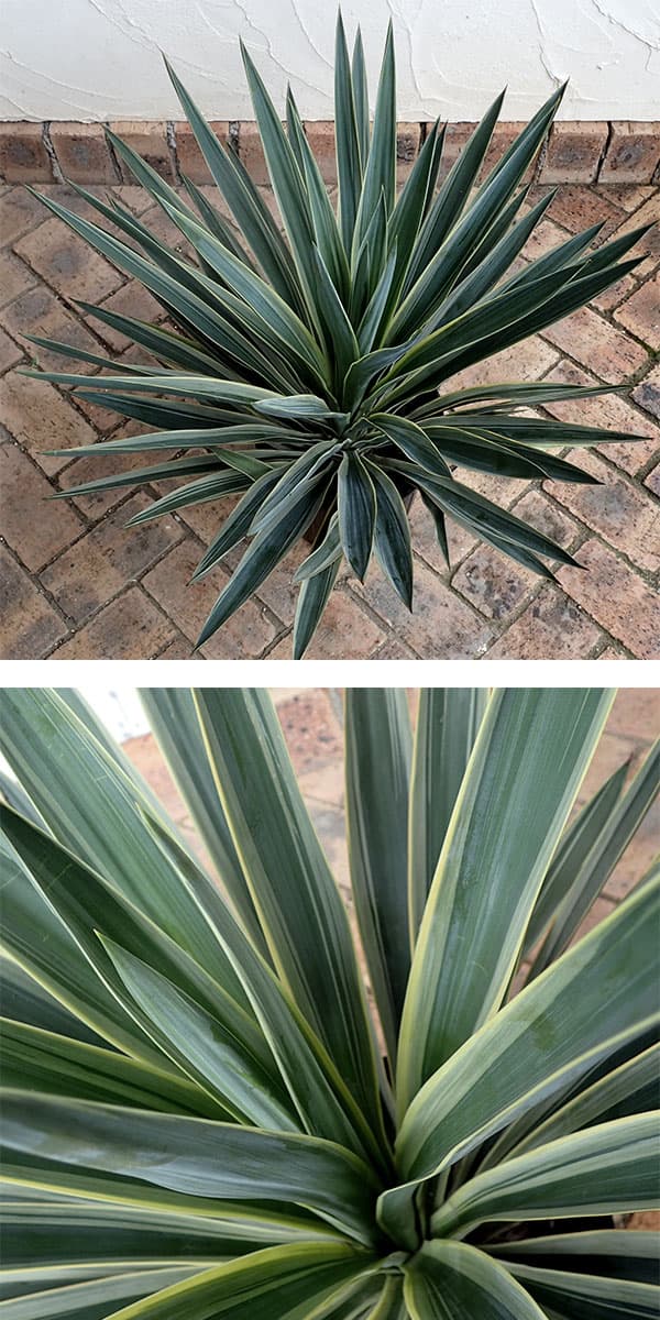 園芸ネット本店｜ユッカ：グロリオサ バリエガータ（斑入り） 8号