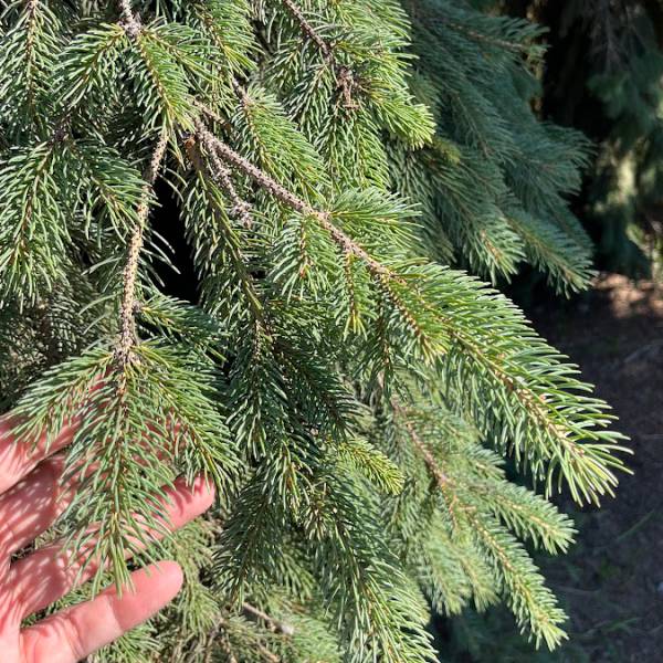 園芸ネット本店｜カナダトウヒ：ペンデュラ7号ポット の通販【公式】