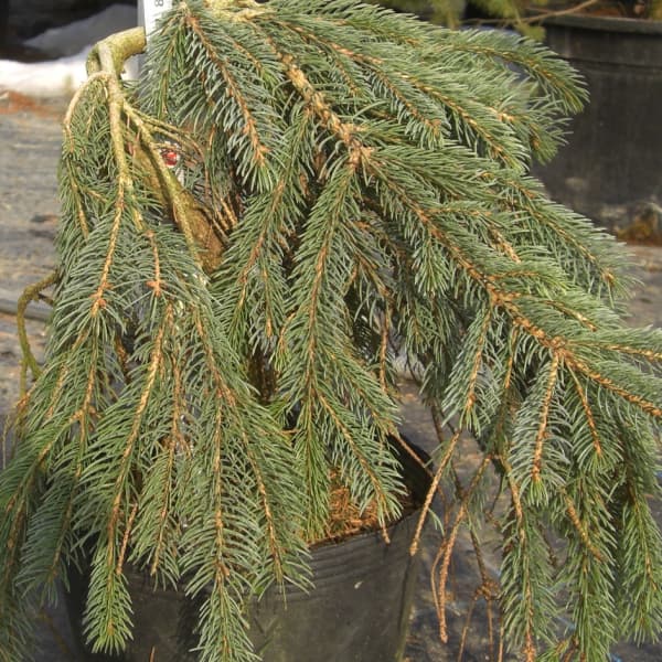 園芸ネット本店｜カナダトウヒ：ペンデュラ7号ポット の通販【公式】