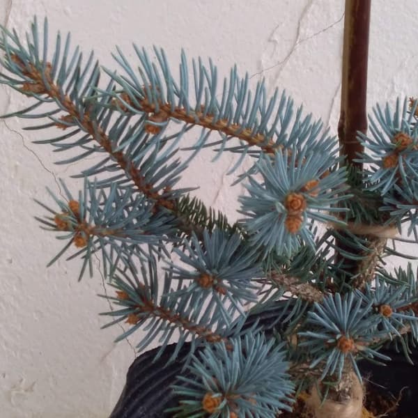 園芸ネット本店｜ピセアプンゲンス（プンゲンストウヒ）：シューム7号