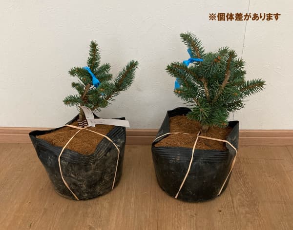 園芸ネット本店｜ピセアプンゲンス（プンゲンストウヒ）：シューム7号