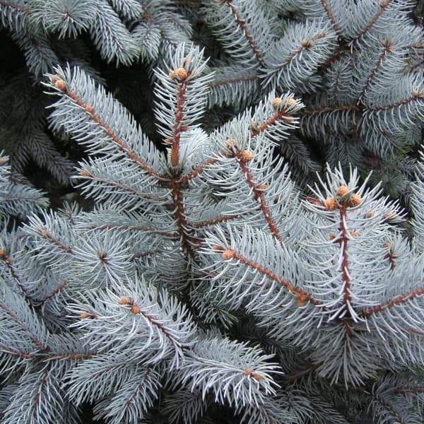 園芸ネット本店｜ピセアプンゲンス（プンゲンストウヒ）：ホプシー