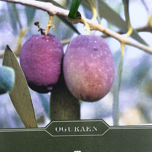 園芸ネット本店｜オリーブ：カロレア 8号鉢植え の通販【公式】