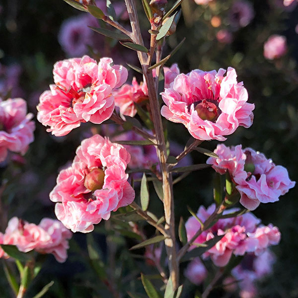 園芸ネット本店｜ギョリュウバイ：ライトピンク八重3.5号ポット の通販